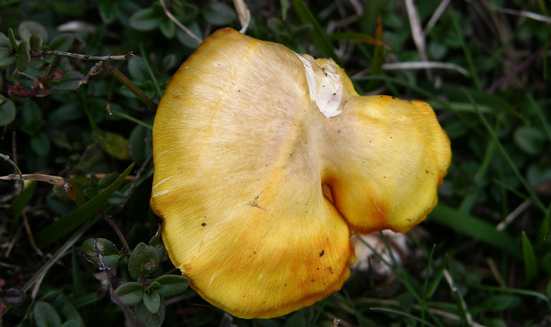 Diverse Hygrocybe da determinare/confermare.